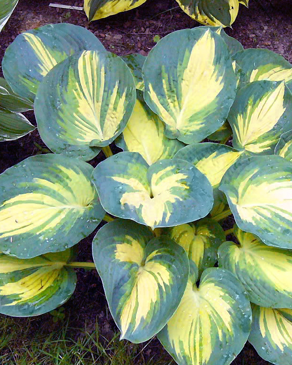 Hosta beach boy